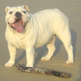 female english bulldog